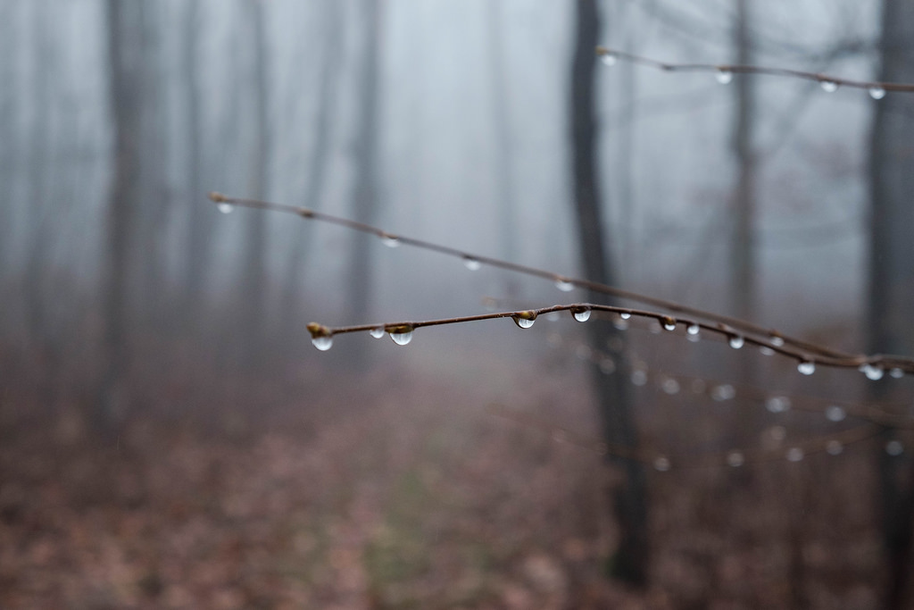 wet-tree