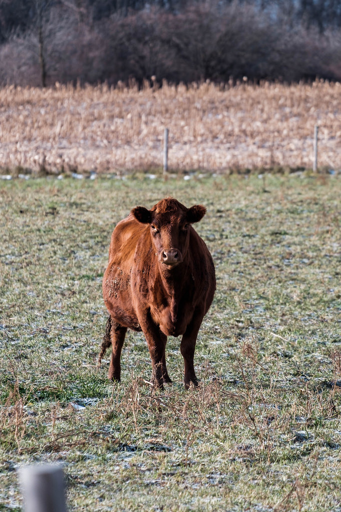 brown-cow-stare