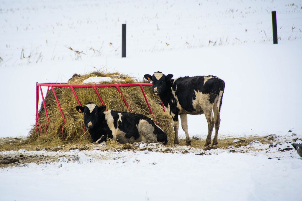 cows_and_hay