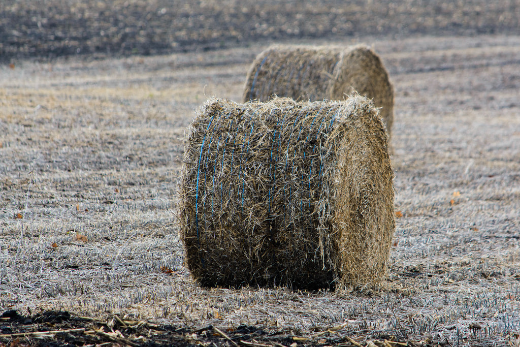 hay-blue-strings