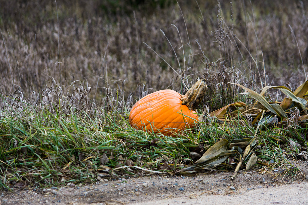 pumpkindumpin