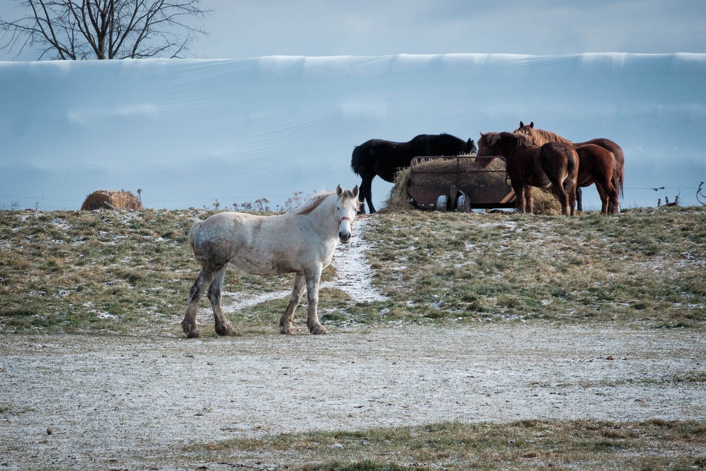 white_horse_coldjpg