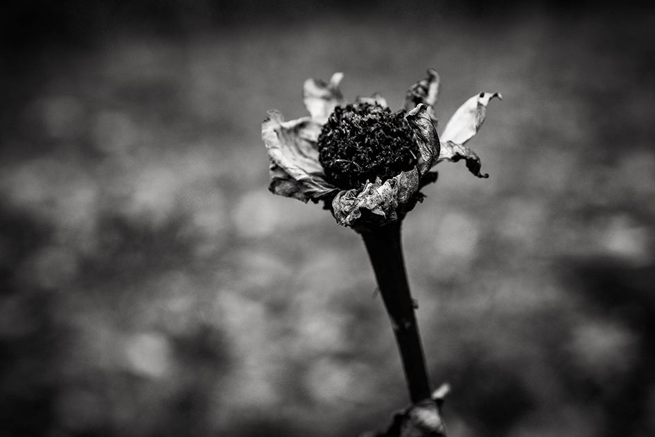 rotting flower in black and white