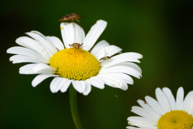 3 bugs of daisy
