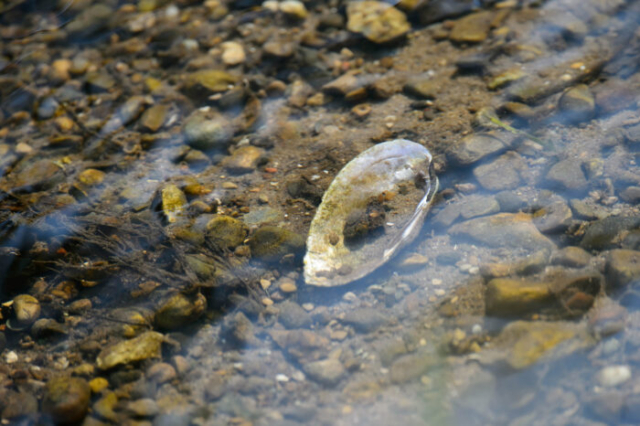 River Oyster