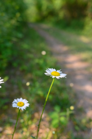 flower on trail
