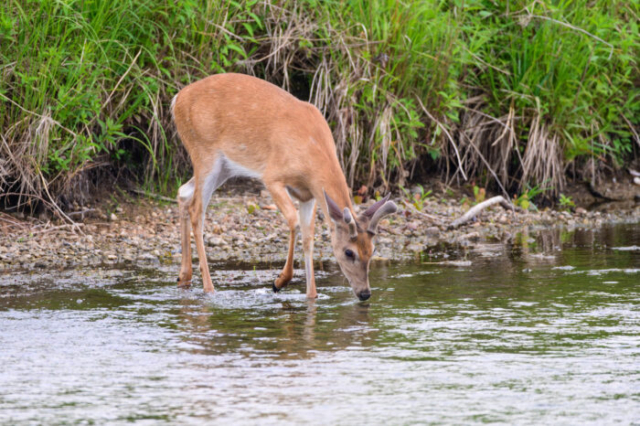 Deer drinking water