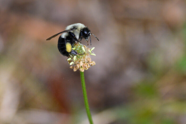 Bumble Bee on Weed