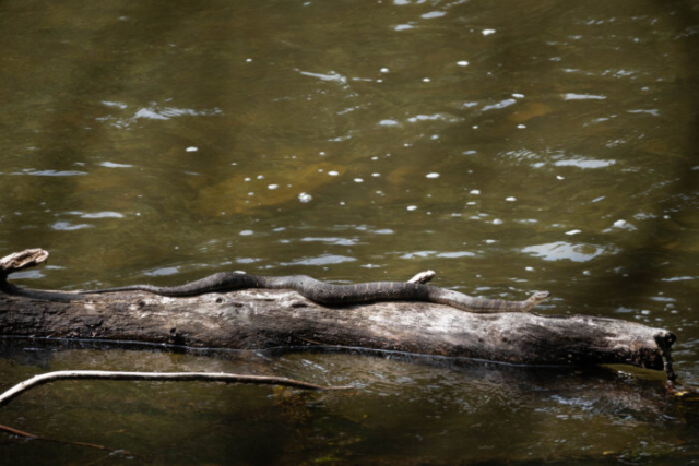 Water snake on log in river