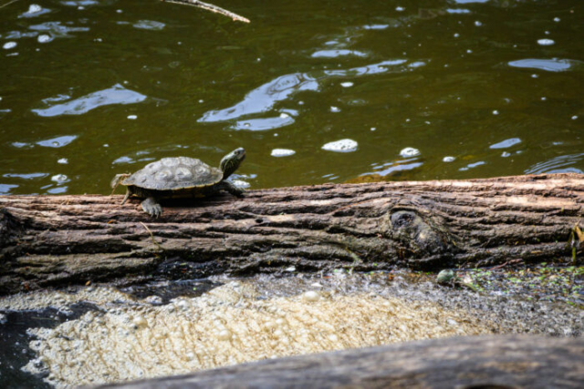turtle on log with dragon fly