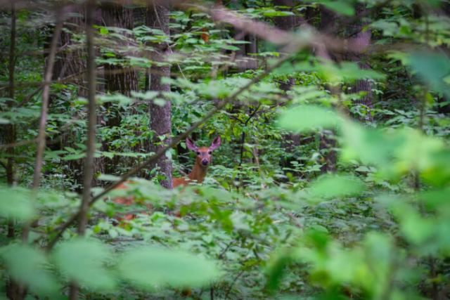Deer in dark woods
