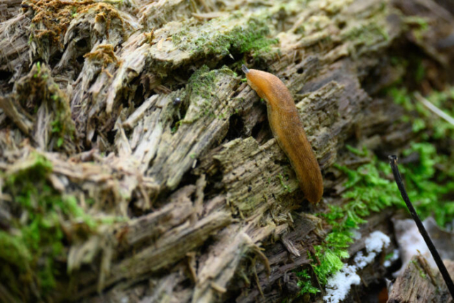 slug on log