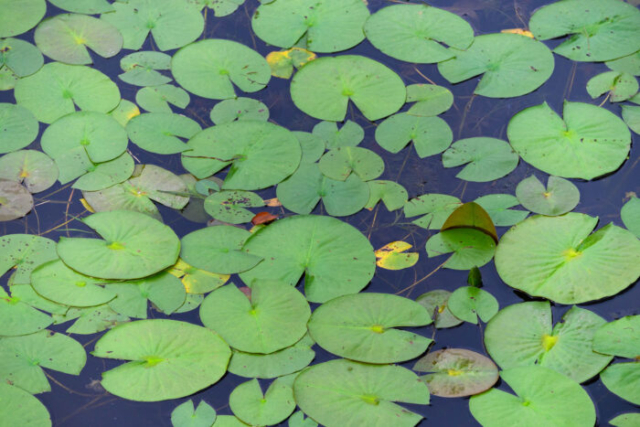 lily pad texture