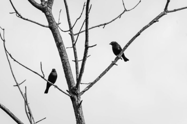 birds talking