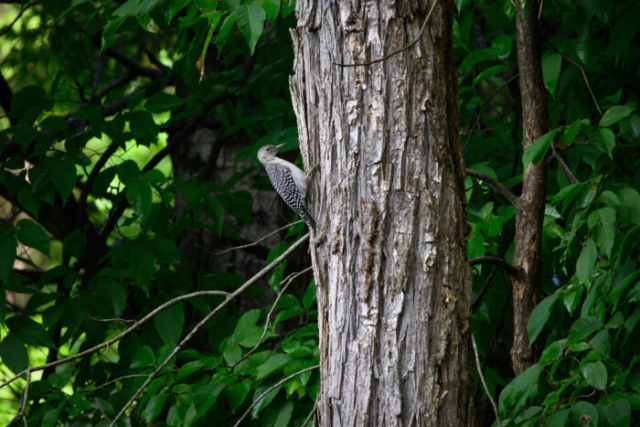 immature red bellied woodpecker