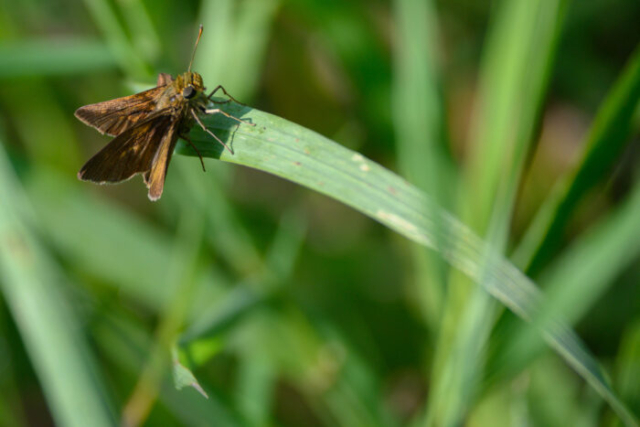moth on grass