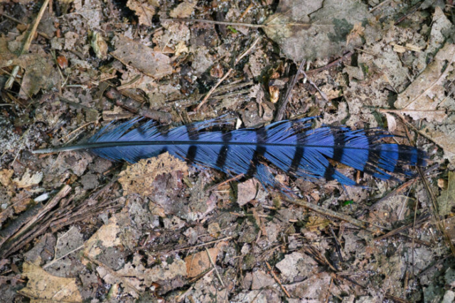 bluejay feather