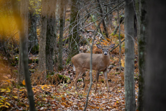 white tail buck in woods