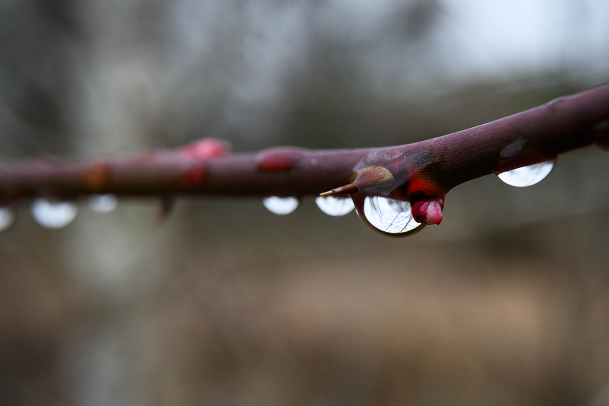 Nikon Macro photo of water drops