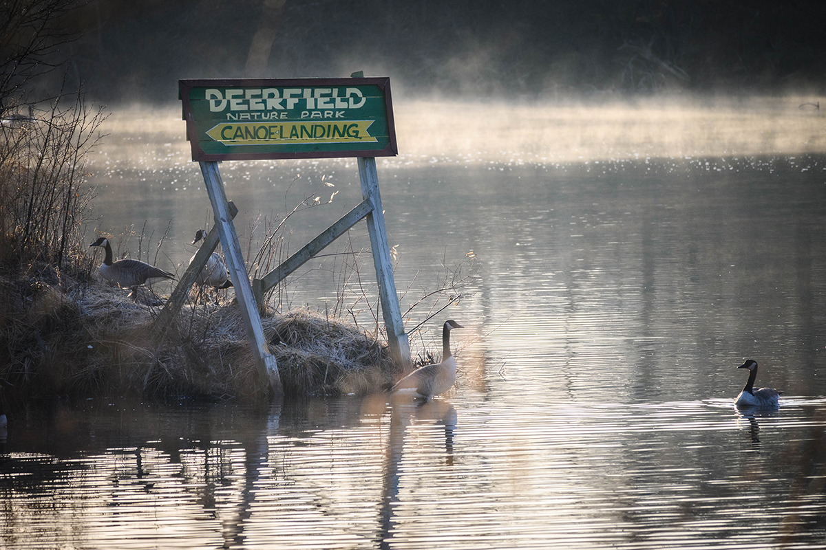 geese on cold pond with deerfield park sign