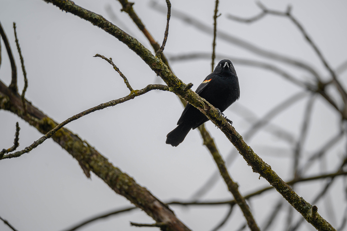 Red Winged Blackbird in tree